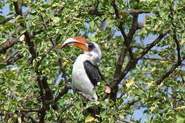 Von der Decken's Hornbill