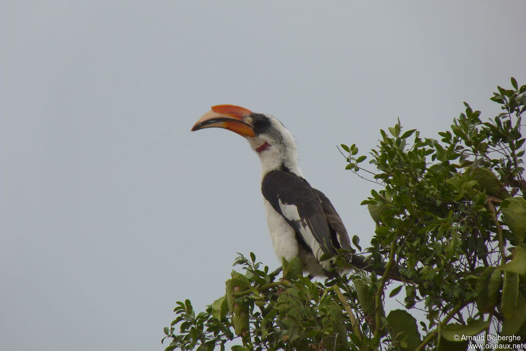 Von der Decken's Hornbill