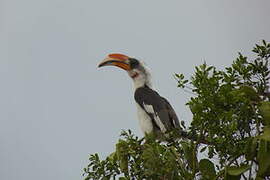 Von der Decken's Hornbill