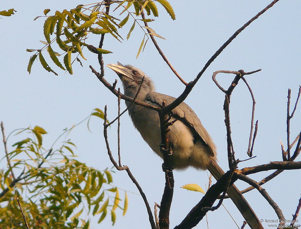 Indian Grey Hornbill