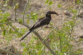 Hemprich's Hornbill