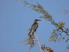 Hemprich's Hornbill