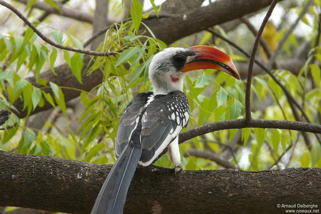 Jackson's Hornbill male