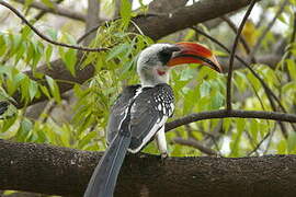 Jackson's Hornbill