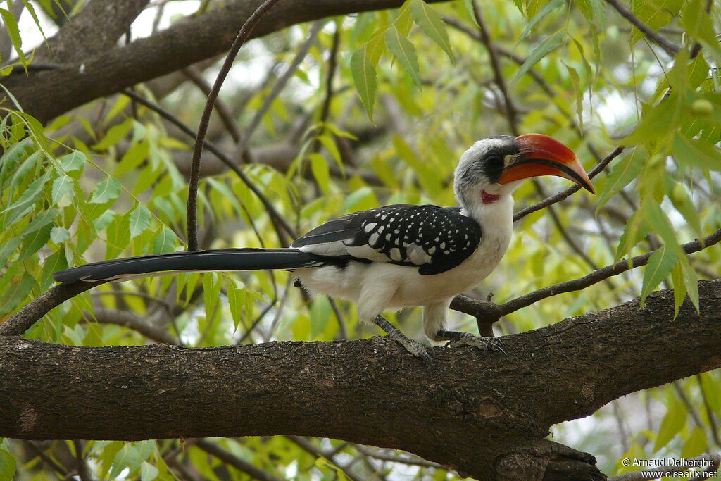 Jackson's Hornbill male