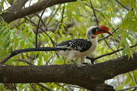 Jackson's Hornbill