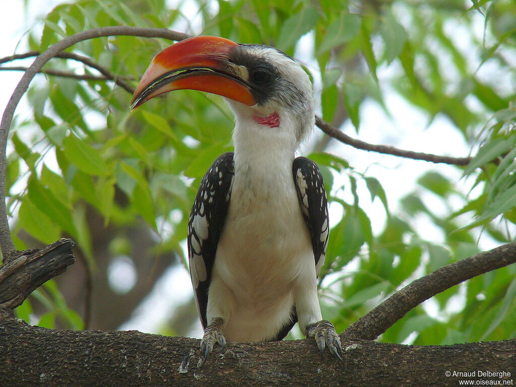 Jackson's Hornbill male