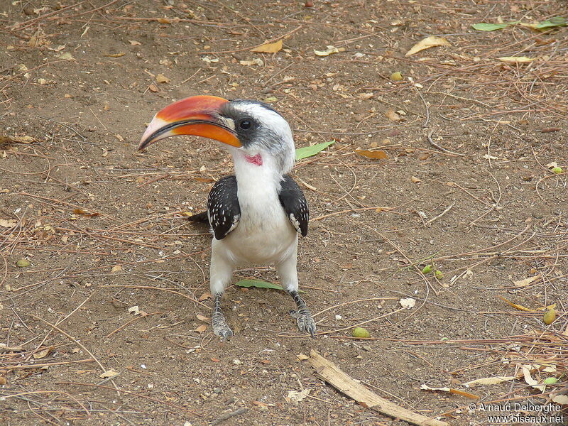 Jackson's Hornbill male