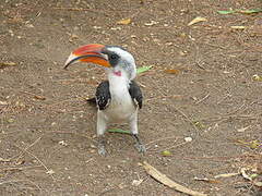 Jackson's Hornbill