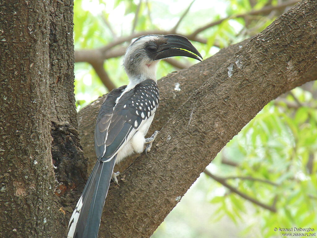 Jackson's Hornbill female