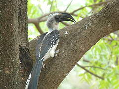 Jackson's Hornbill