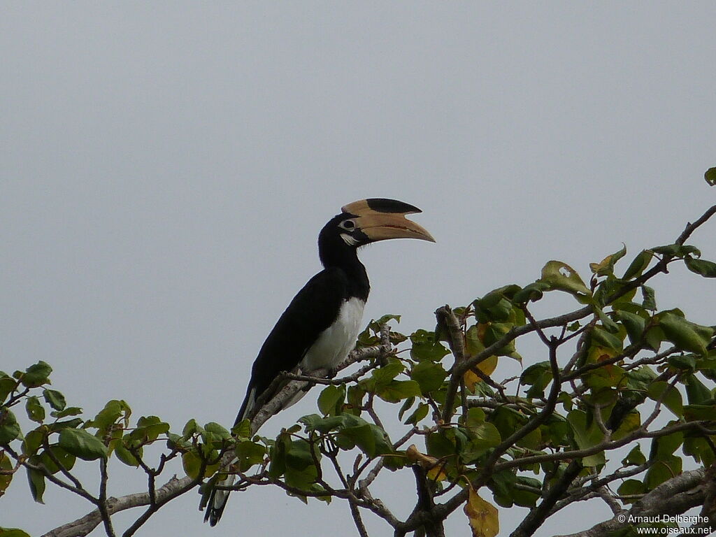 Calao de Malabar femelle adulte, identification