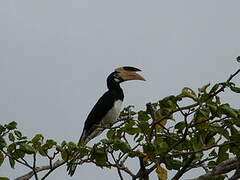 Malabar Pied Hornbill