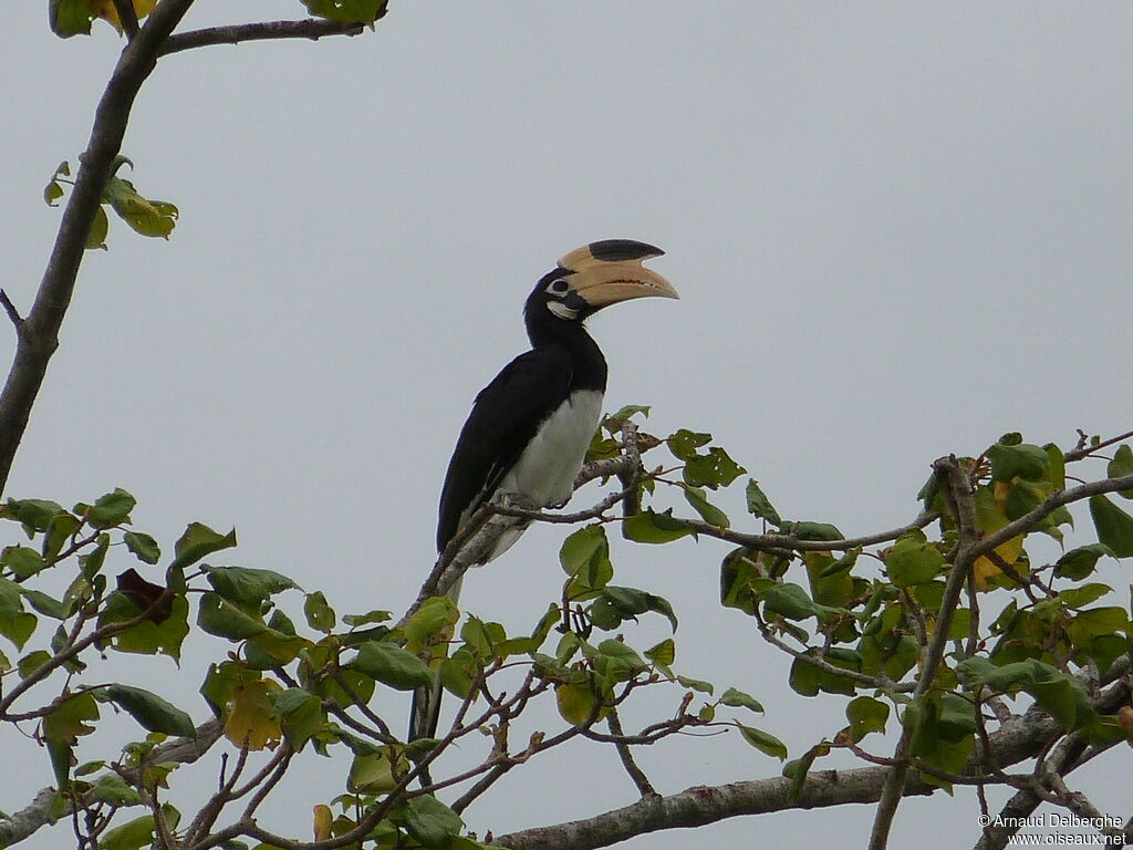 Malabar Pied Hornbill female adult, identification