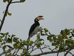 Malabar Pied Hornbill