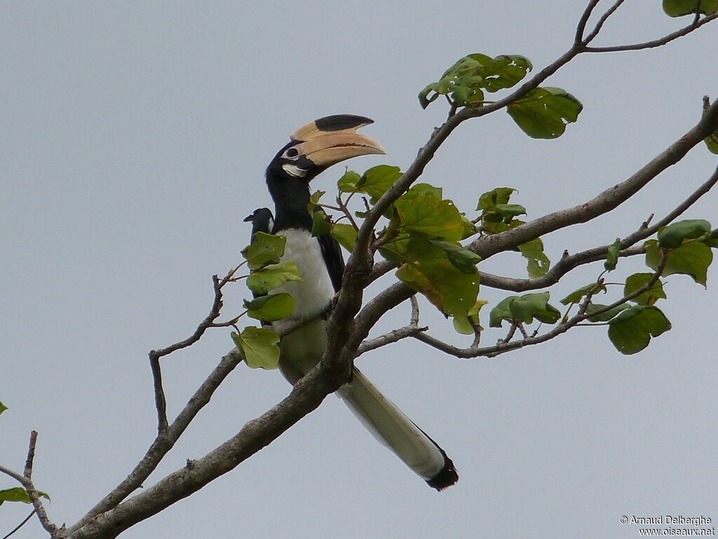 Malabar Pied Hornbill