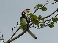 Malabar Pied Hornbill