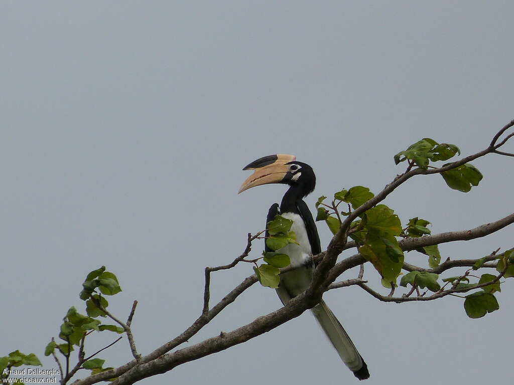 Malabar Pied Hornbill female adult, identification