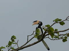 Malabar Pied Hornbill