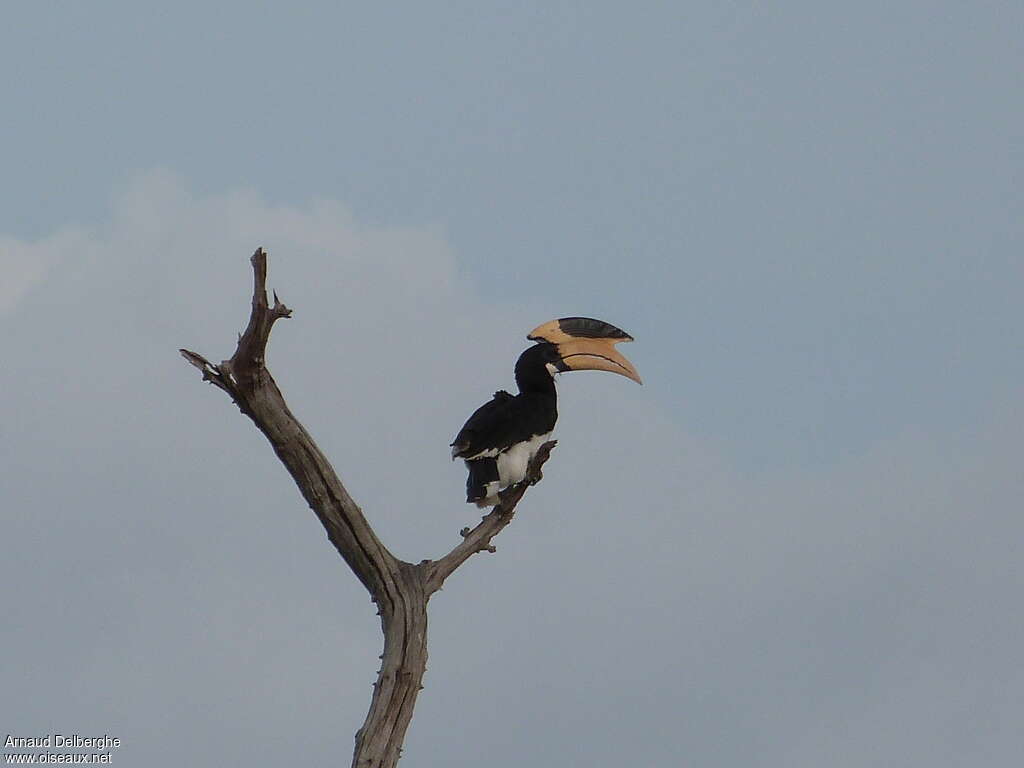 Malabar Pied Hornbill male adult, pigmentation, Behaviour