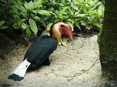 Writhed Hornbill