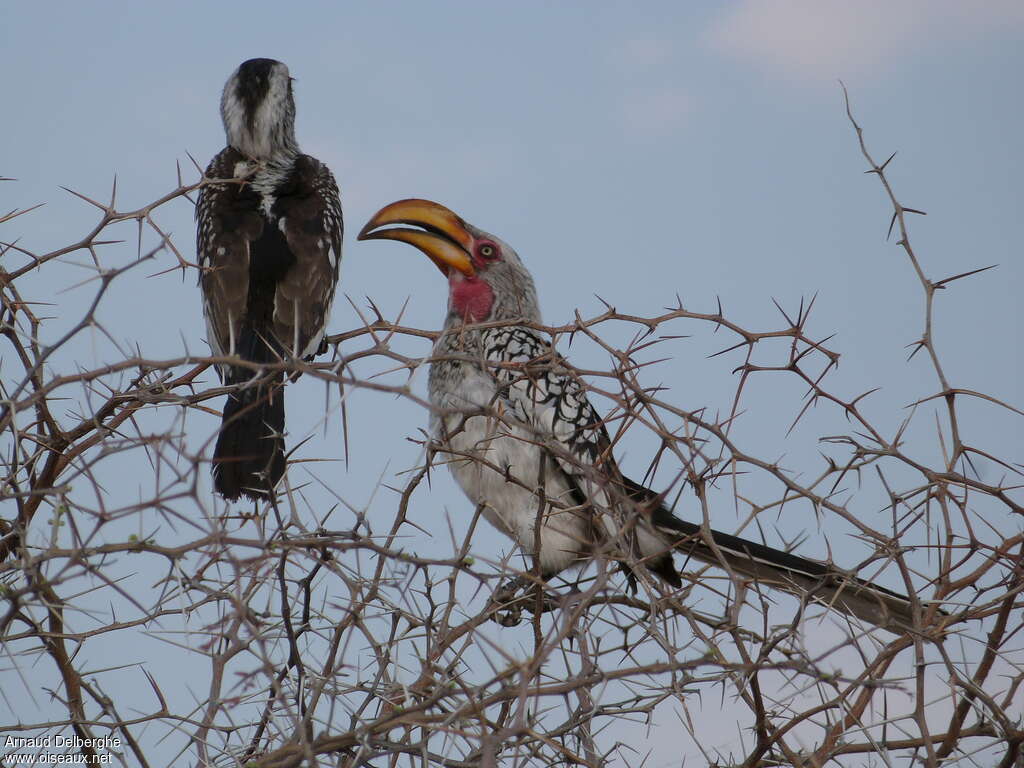 Southern Yellow-billed Hornbill male adult, habitat, pigmentation