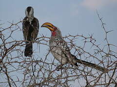 Southern Yellow-billed Hornbill