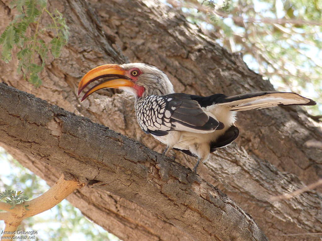 Calao leucomèleadulte, identification