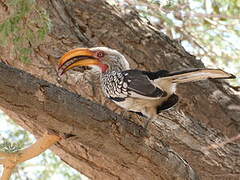 Southern Yellow-billed Hornbill