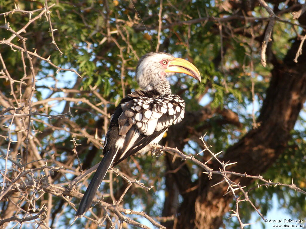 Southern Yellow-billed Hornbill