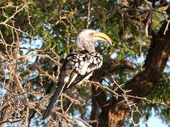 Southern Yellow-billed Hornbill