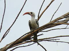 Western Red-billed Hornbill