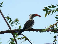 Western Red-billed Hornbill