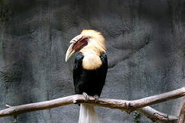 Blyth's Hornbill