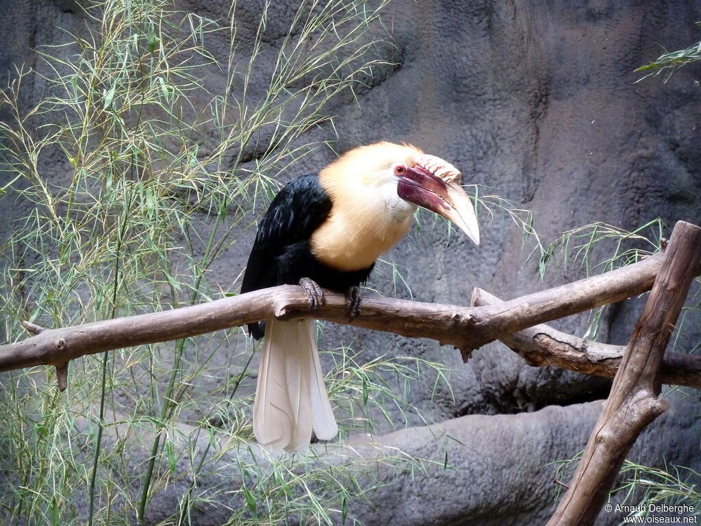 Blyth's Hornbill