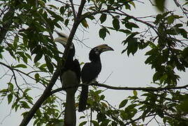 Oriental Pied Hornbill