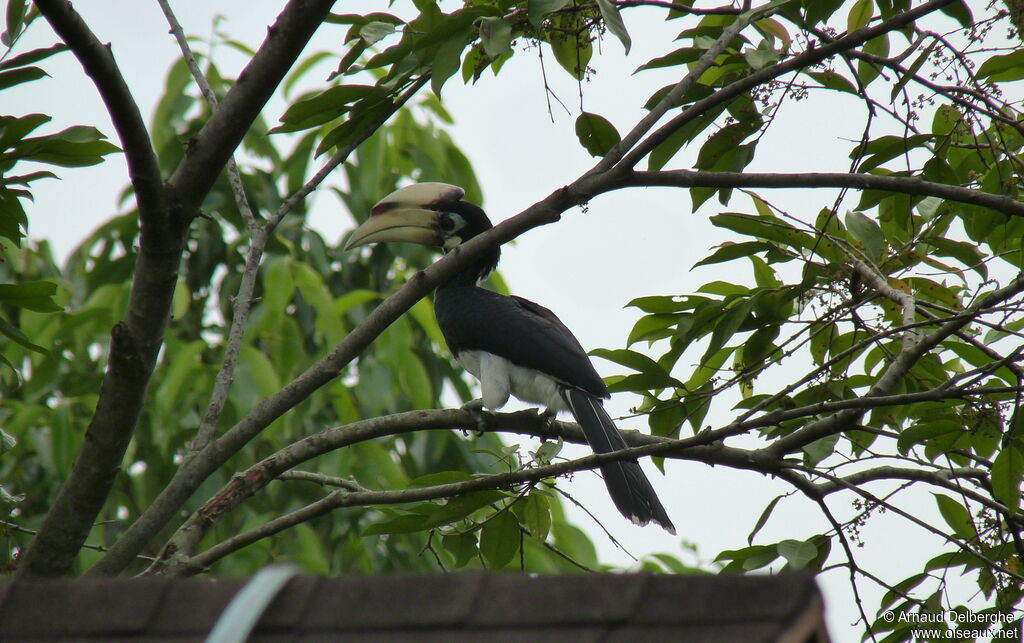 Oriental Pied Hornbill