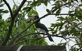 Oriental Pied Hornbill