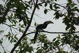 Oriental Pied Hornbill