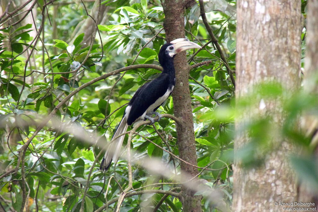 Oriental Pied Hornbill