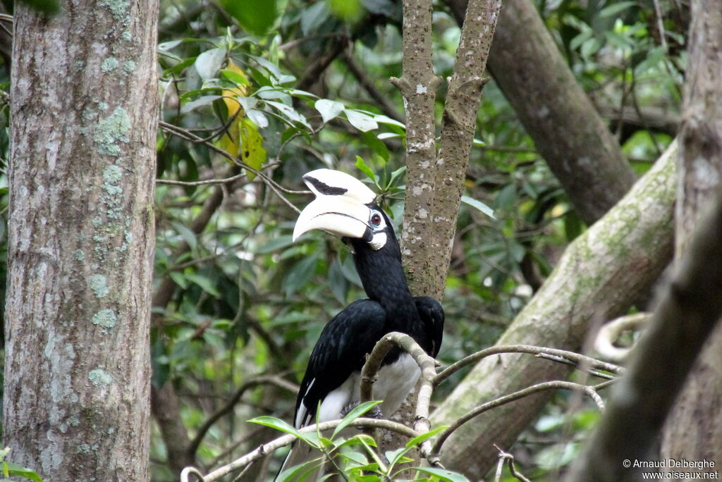 Oriental Pied Hornbill