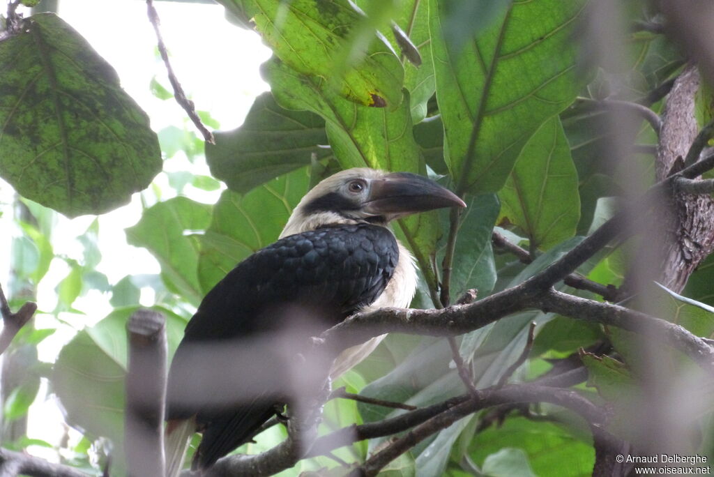 Visayan Hornbill