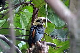 Visayan Hornbill