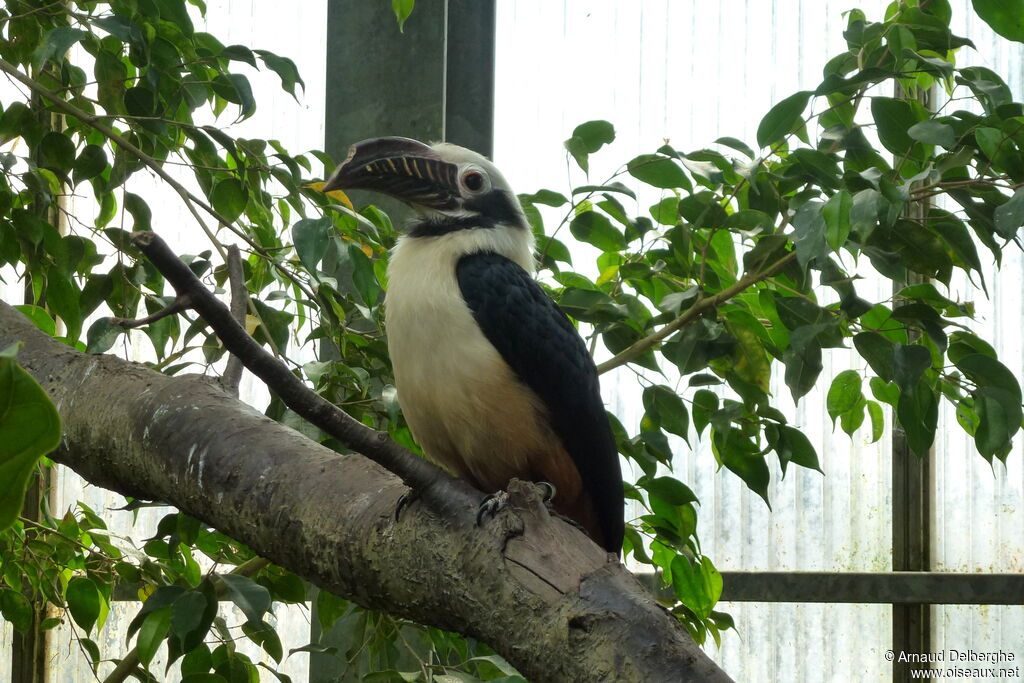 Visayan Hornbill