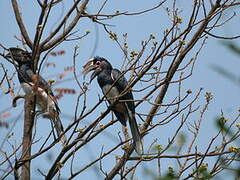 Trumpeter Hornbill