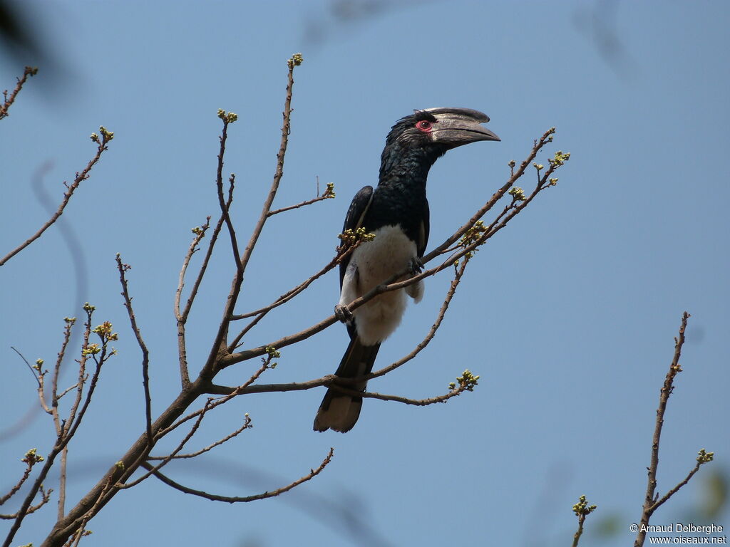 Trumpeter Hornbill