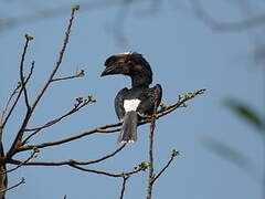 Trumpeter Hornbill