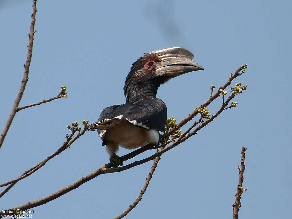 Trumpeter Hornbill male adult