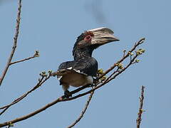 Trumpeter Hornbill