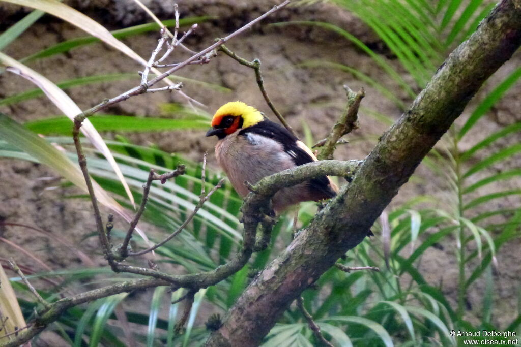 Flame-faced Tanager